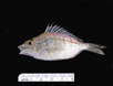 Juvenile Lagodon rhomboides, Pinfish, SEAMAP collections